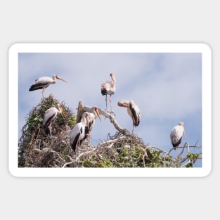 Yellow Billed Stork colony Sticker